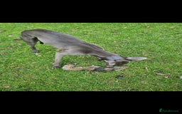 Whippet dogs for stud: KC Whippet - Heart test clear in Market Drayton - Image 6