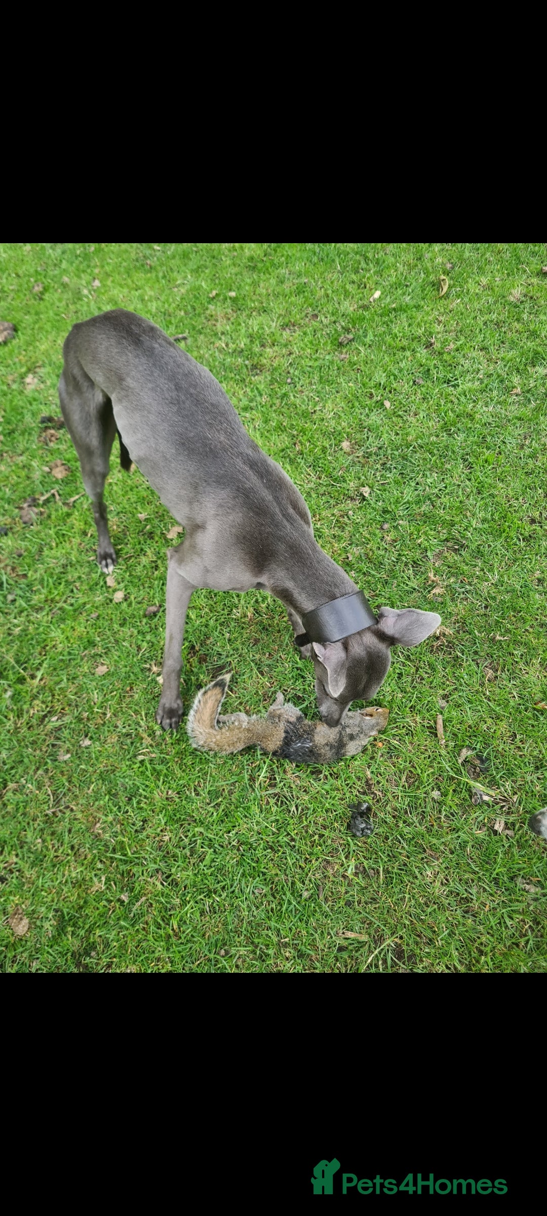 Whippet dogs for stud: KC Whippet - Heart test clear in Market Drayton - Image 6