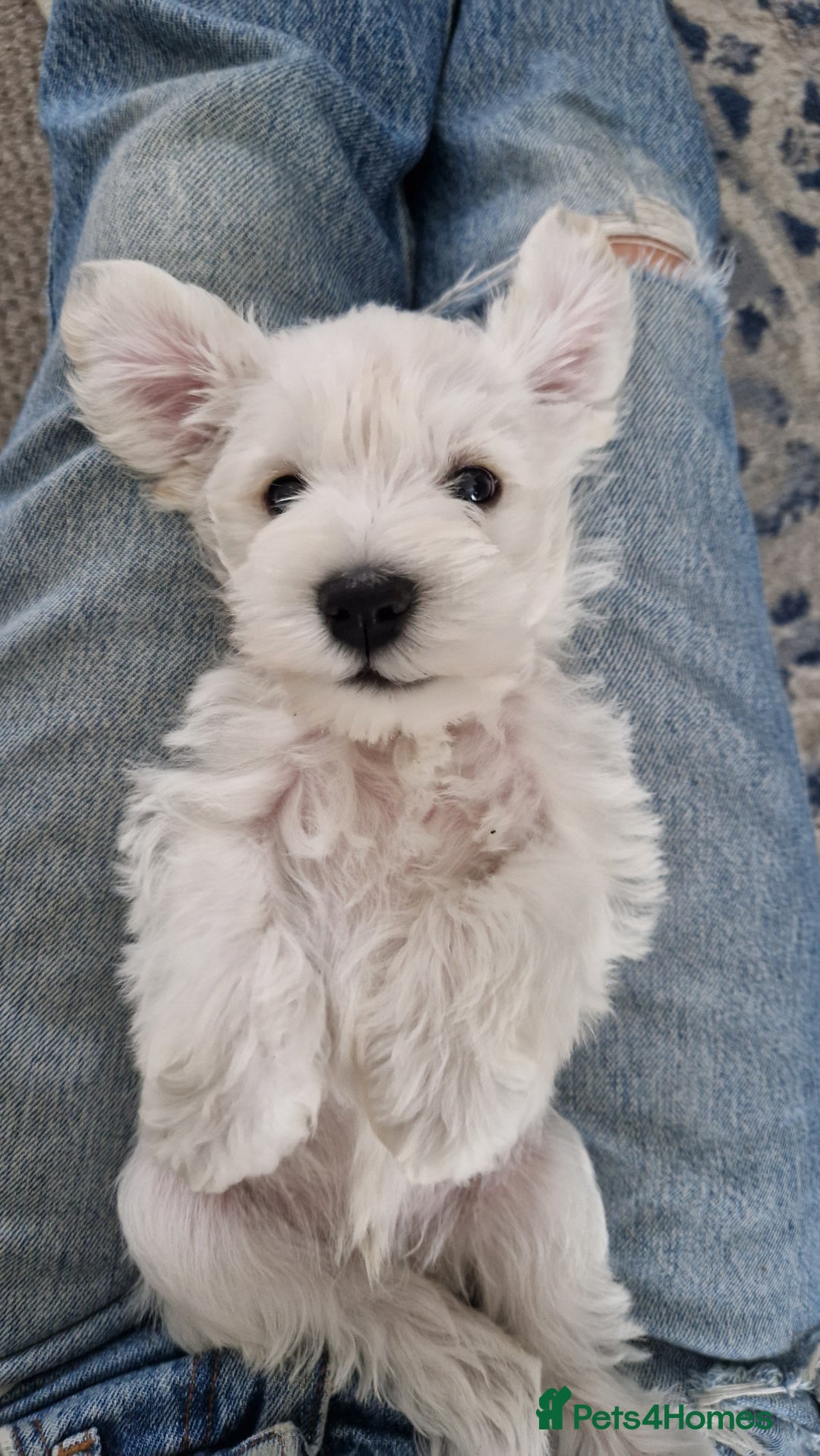 Miniature Schnauzer dogs for sale: Pure White Miniature Schnauzer puppies - Image 2