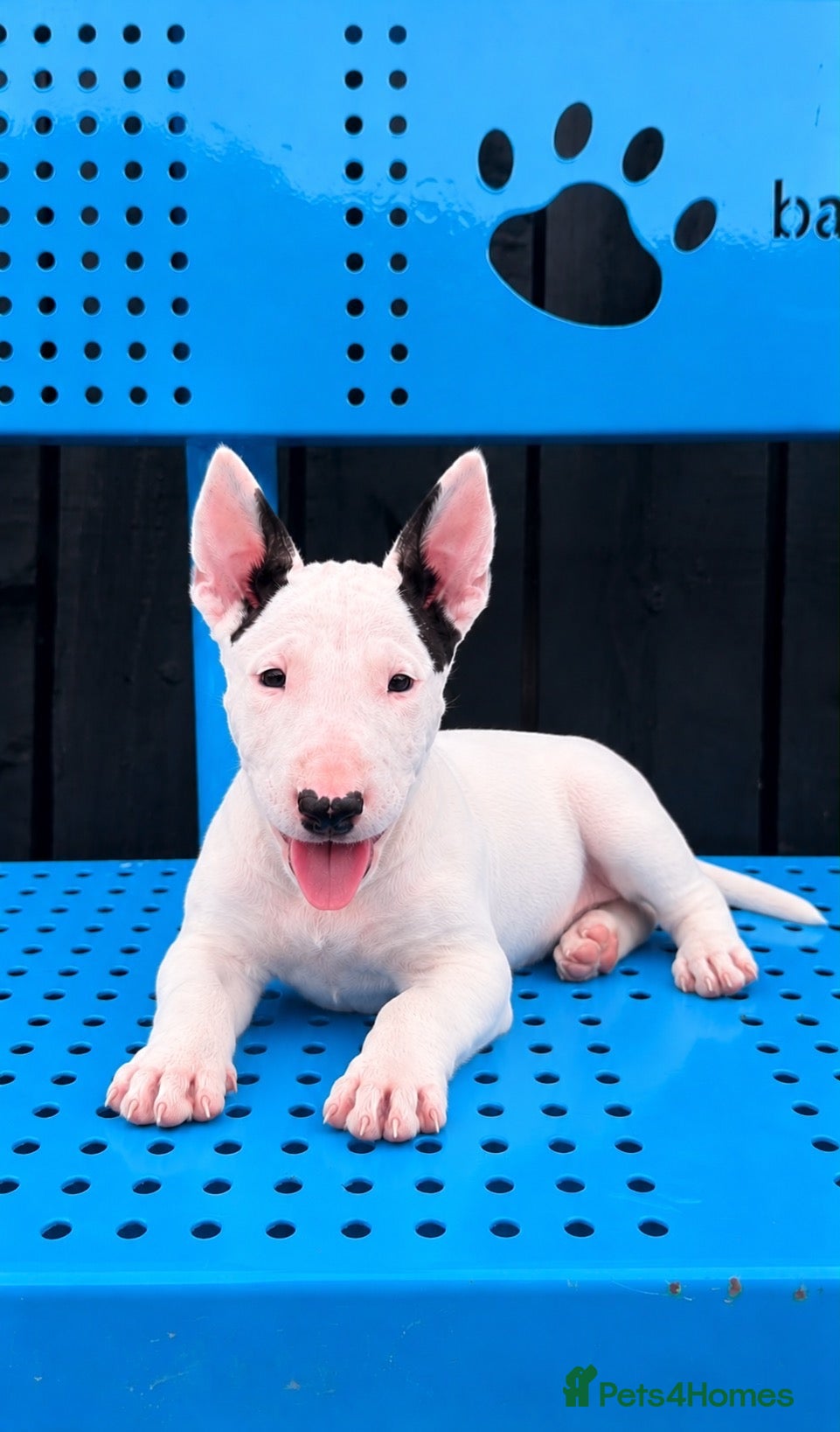 Bull Terrier dogs Beautiful English bull terrier female puppy  - Advert 2
