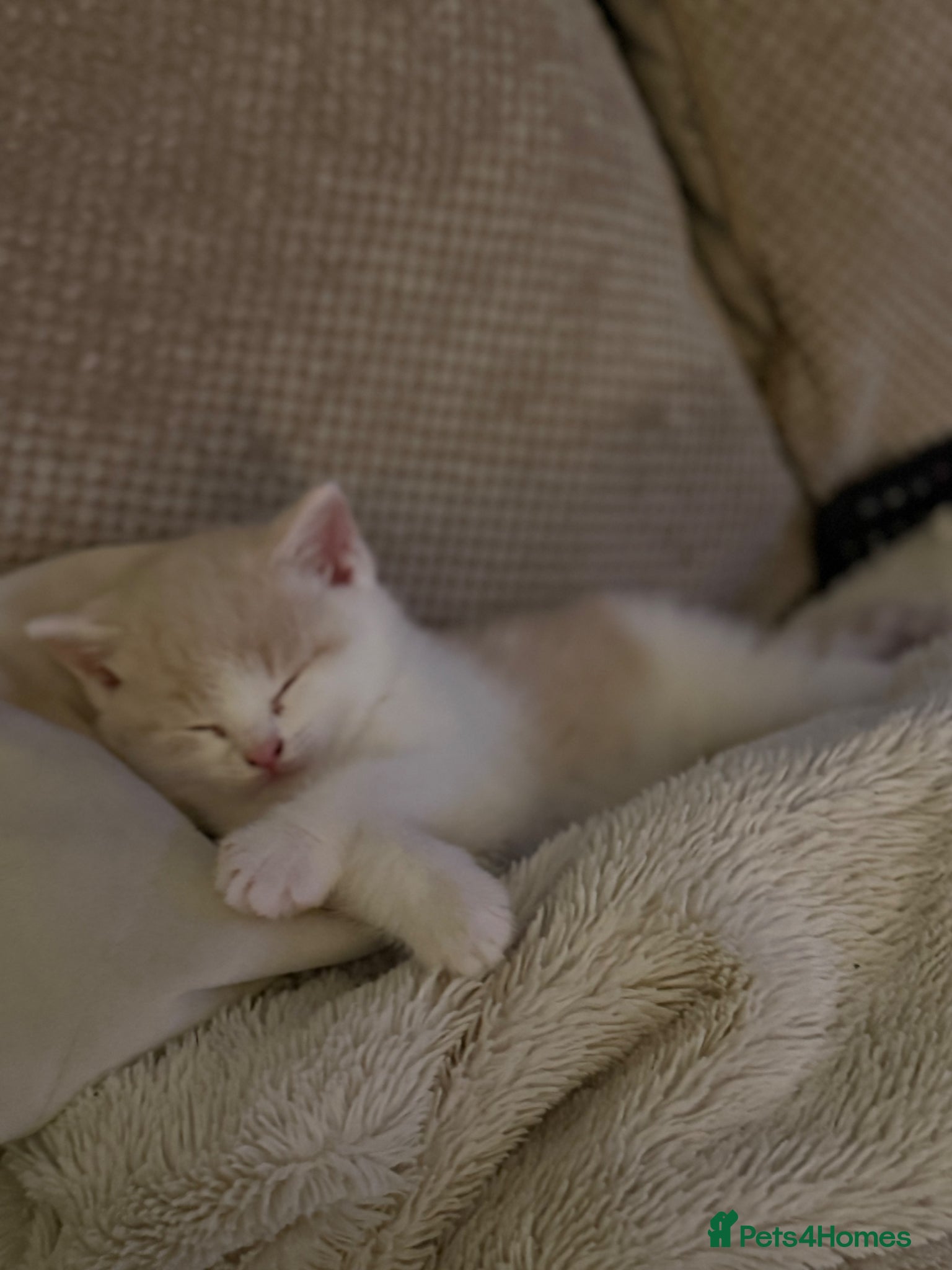 British Shorthair cats Only One Left Handsome BSH Kittens  - Advert 3