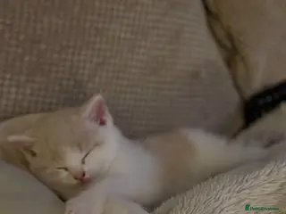 British Shorthair cats Only One Left Handsome BSH Kittens - Advert 3