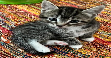 Mixed Breed cats - Advert 3