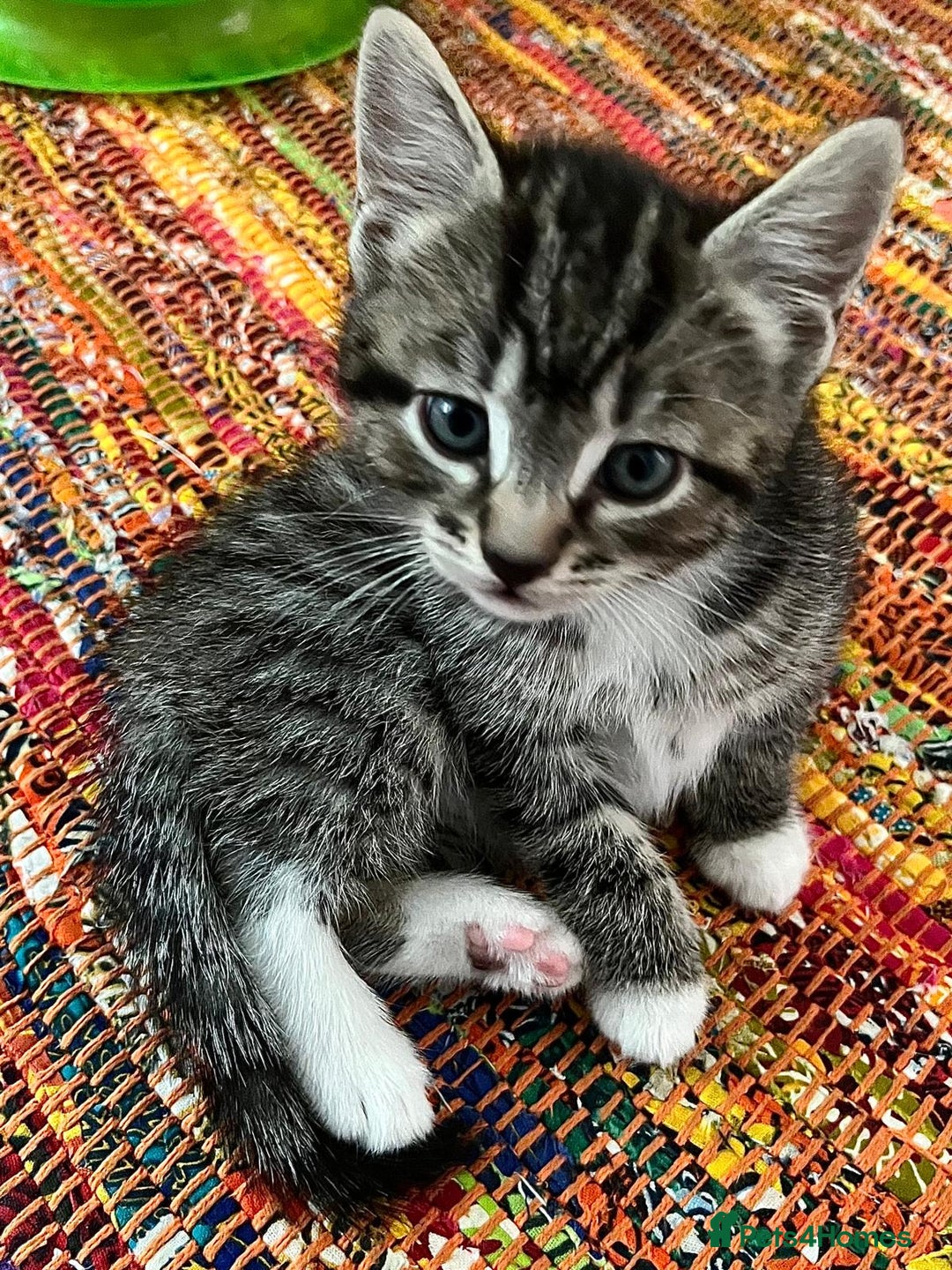 Mixed Breed cats for sale: 5 Gorgeous Happy Babies (Ready to Go) - Image 2