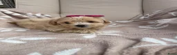 Maltipoo dogs for sale: Maltipoos - Advert 22