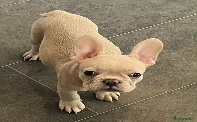French Bulldog dogs - Advert 1