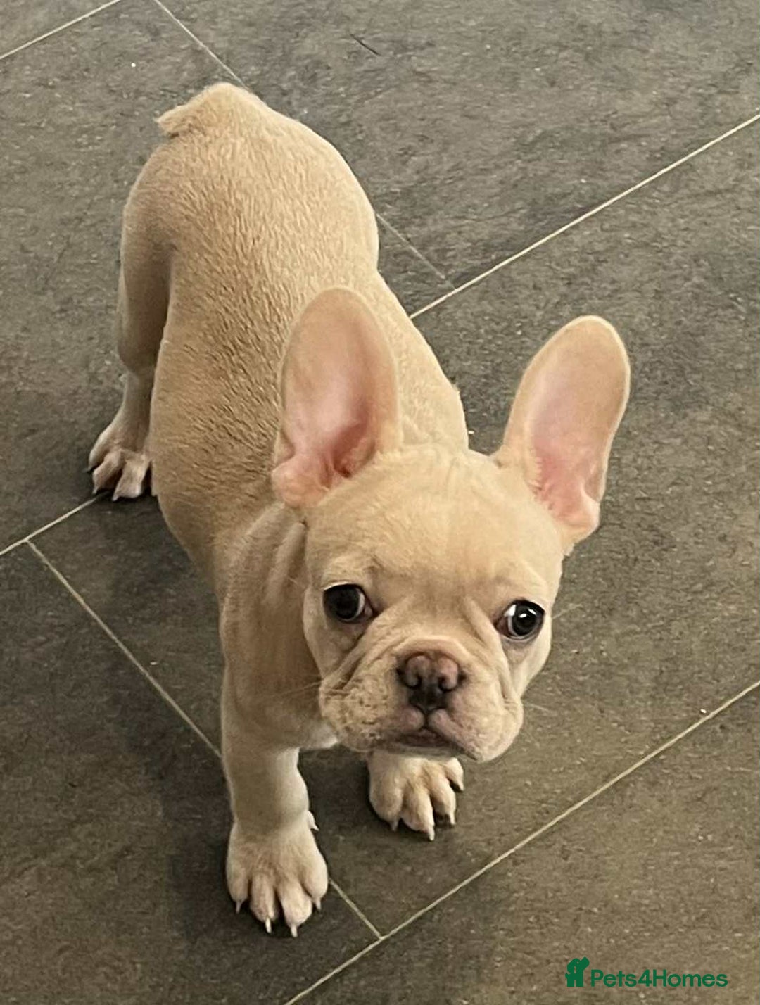 French Bulldog dogs for sale: Beautiful non kc female  - Image 1