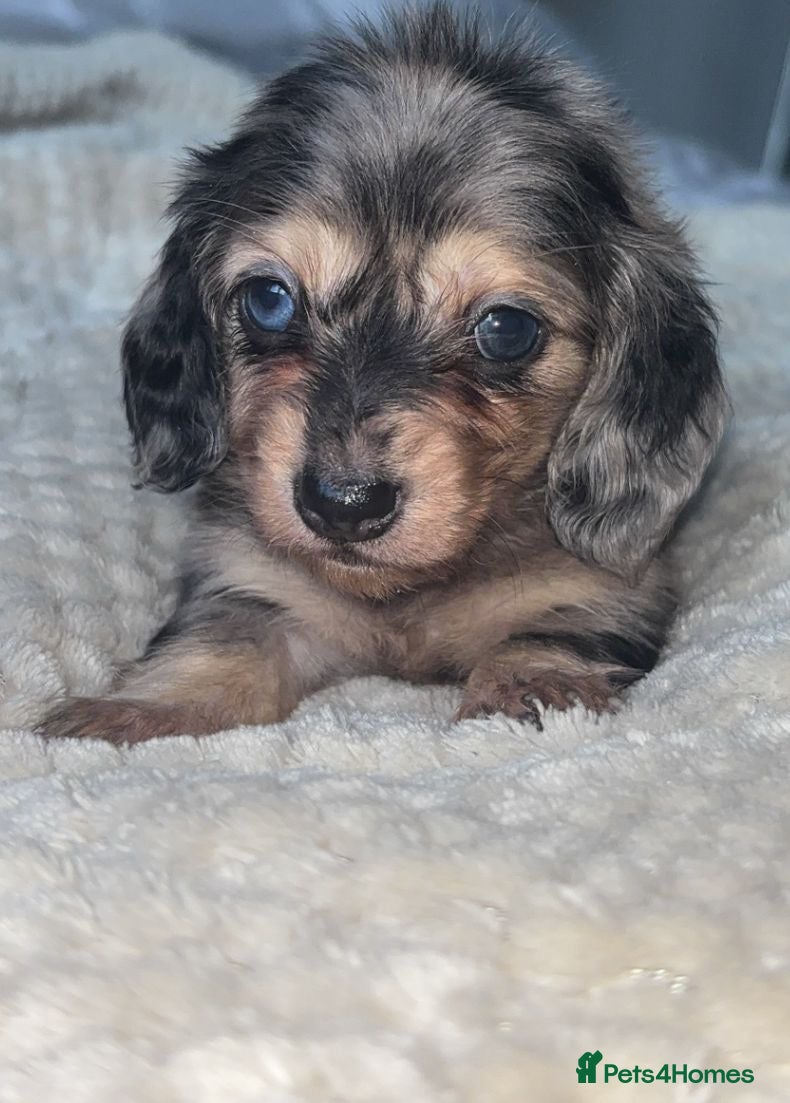 Miniature Dachshund dogs Mini dachshunds  - Advert 9