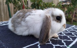 Mini Lop rabbits for sale: Gorgeous Mini lop babies looking for new homes - Image 23