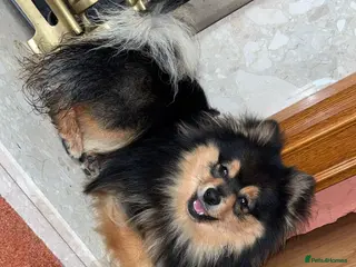 Pomeranian dogs Pomeranian for stud - Advert 1