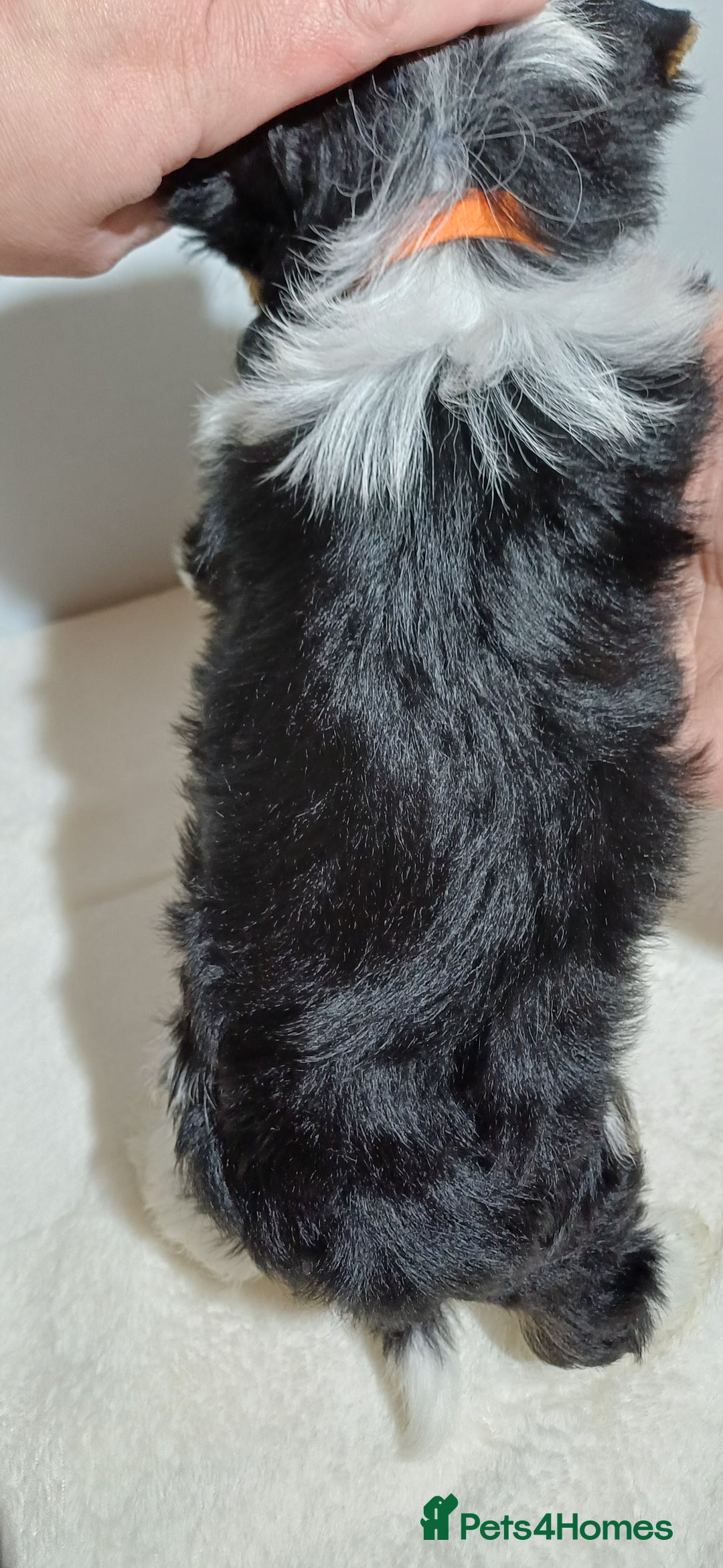 Yorkshire Terrier dogs for sale: 100% Biewer yorkshire-terrier Pedigree  - Advert 36