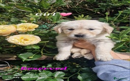 Golden Retriever dogs for sale: 💫💫💫 All puppies are reserved 💫💫💫 in Saint Helens - Image 16