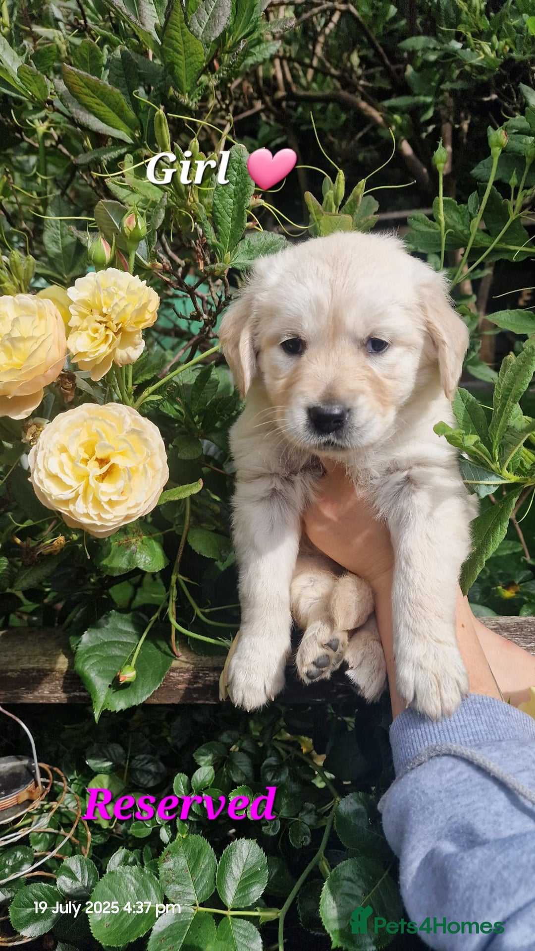 Golden Retriever dogs for sale: 💫💫💫 All puppies are reserved 💫💫💫 in Saint Helens - Image 16