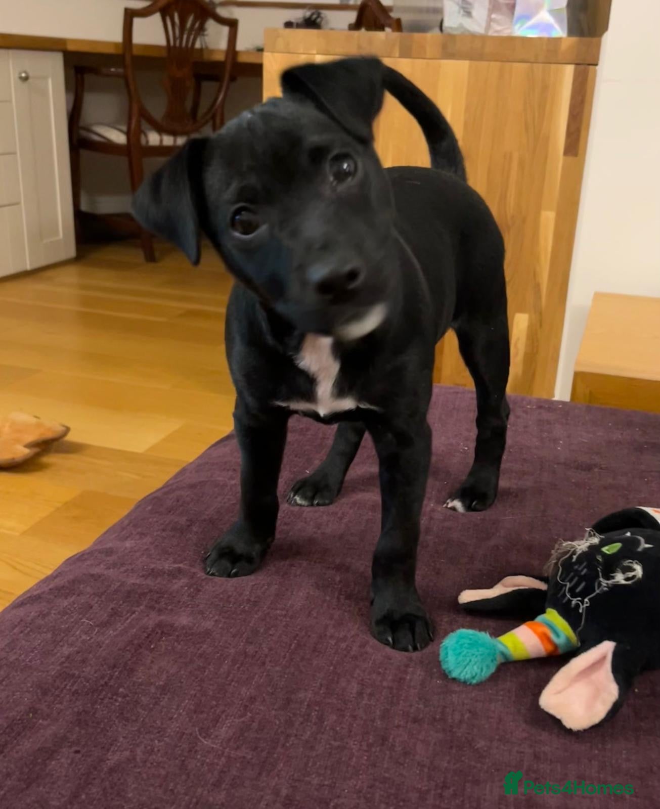 Patterdale Terrier dogs Beautiful black (Male) Patterdale puppy for sale - Advert 2