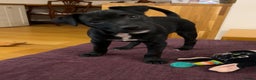 Patterdale Terrier dogs for sale: Beautiful black (Male) Patterdale puppy for sale - Advert 1