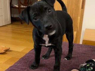 Patterdale Terrier dogs Beautiful black (Male) Patterdale puppy for sale - Advert 5