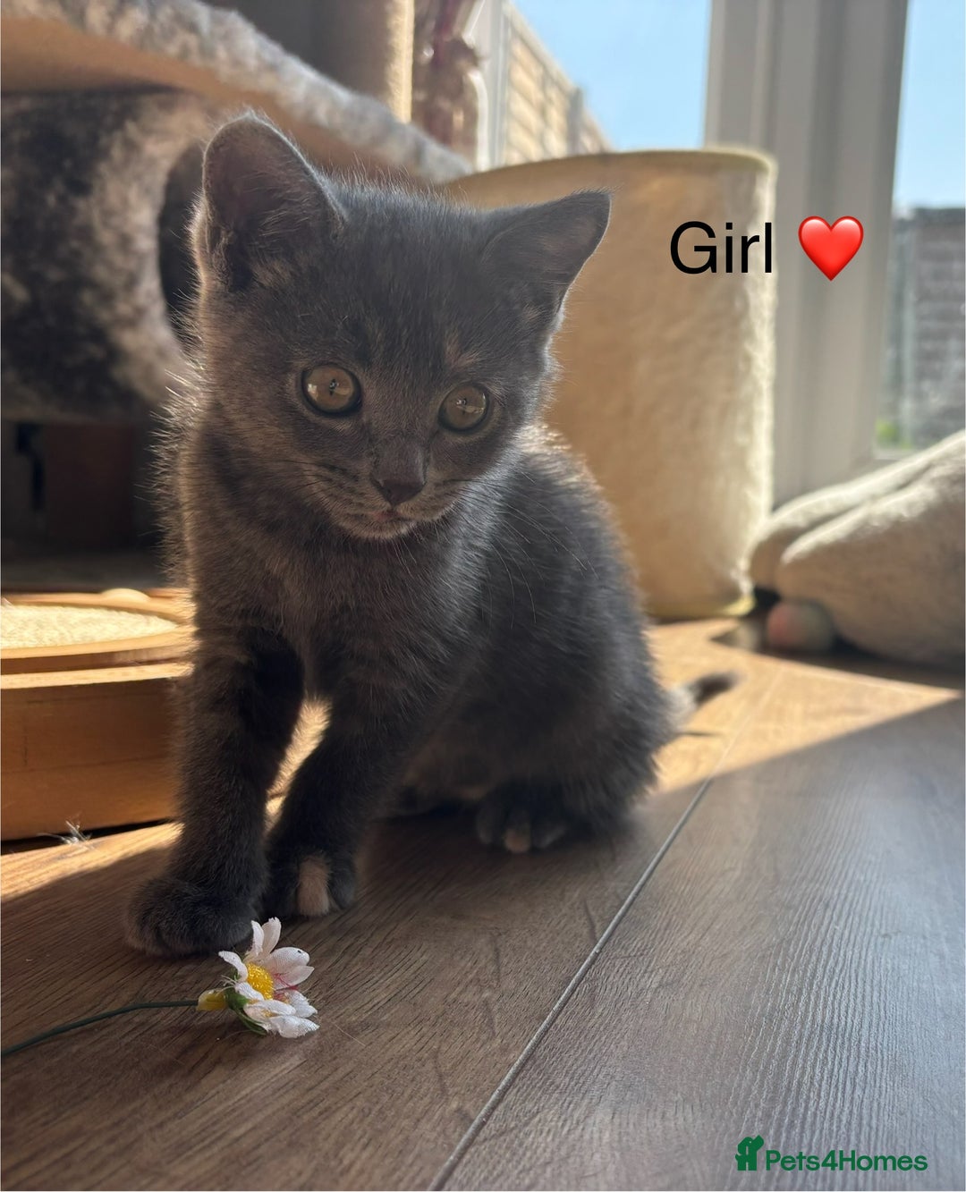 Mixed Breed cats for sale: Mainecoon Cross Kittens - Image 4