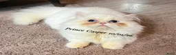 Munchkin cats for sale: Exceptional Quality & Rare Persian Napoleon Minuet - Advert 34
