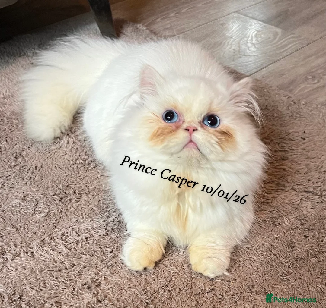 Munchkin cats for sale: Exceptional Quality & Rare Persian Napoleon Minuet - Advert 34