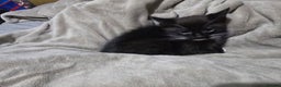 Domestic Shorthair cats for sale: Black and white male kitten  - Advert 7