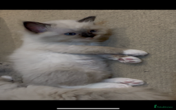 Ragdoll cats for sale: READY SOON!! PUREBRED RAGDOLL KITTENS - Image 19