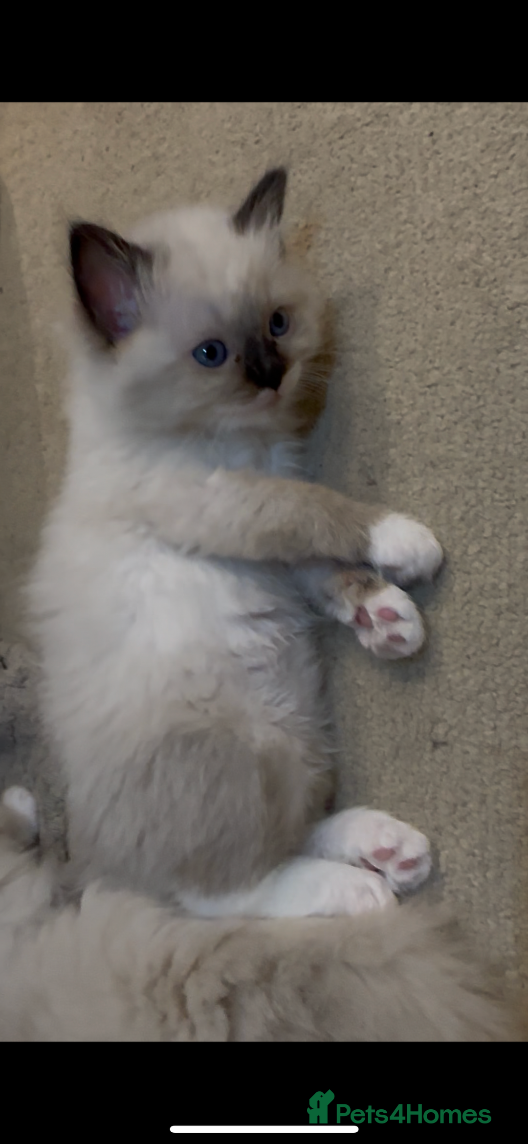Ragdoll cats for sale: READY SOON!! PUREBRED RAGDOLL KITTENS - Image 19