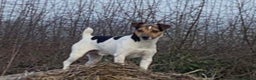 Jack Russell dogs for sale: Jack Russell male  - Advert 11