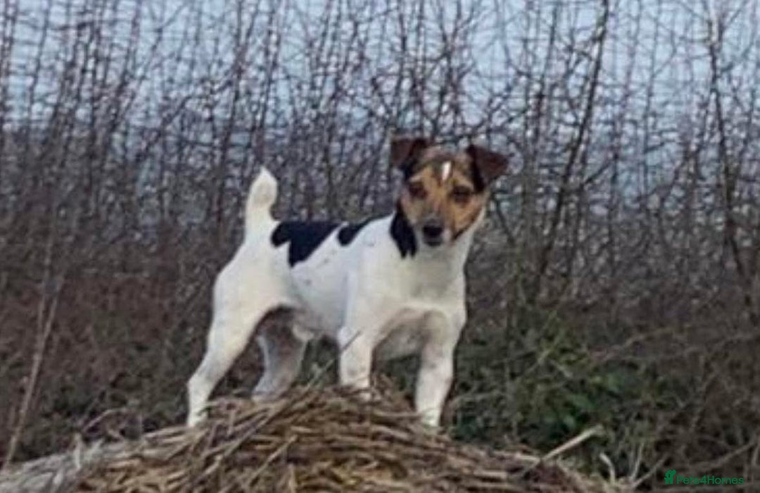 Jack Russell dogs for sale: Jack Russell male  - Advert 11