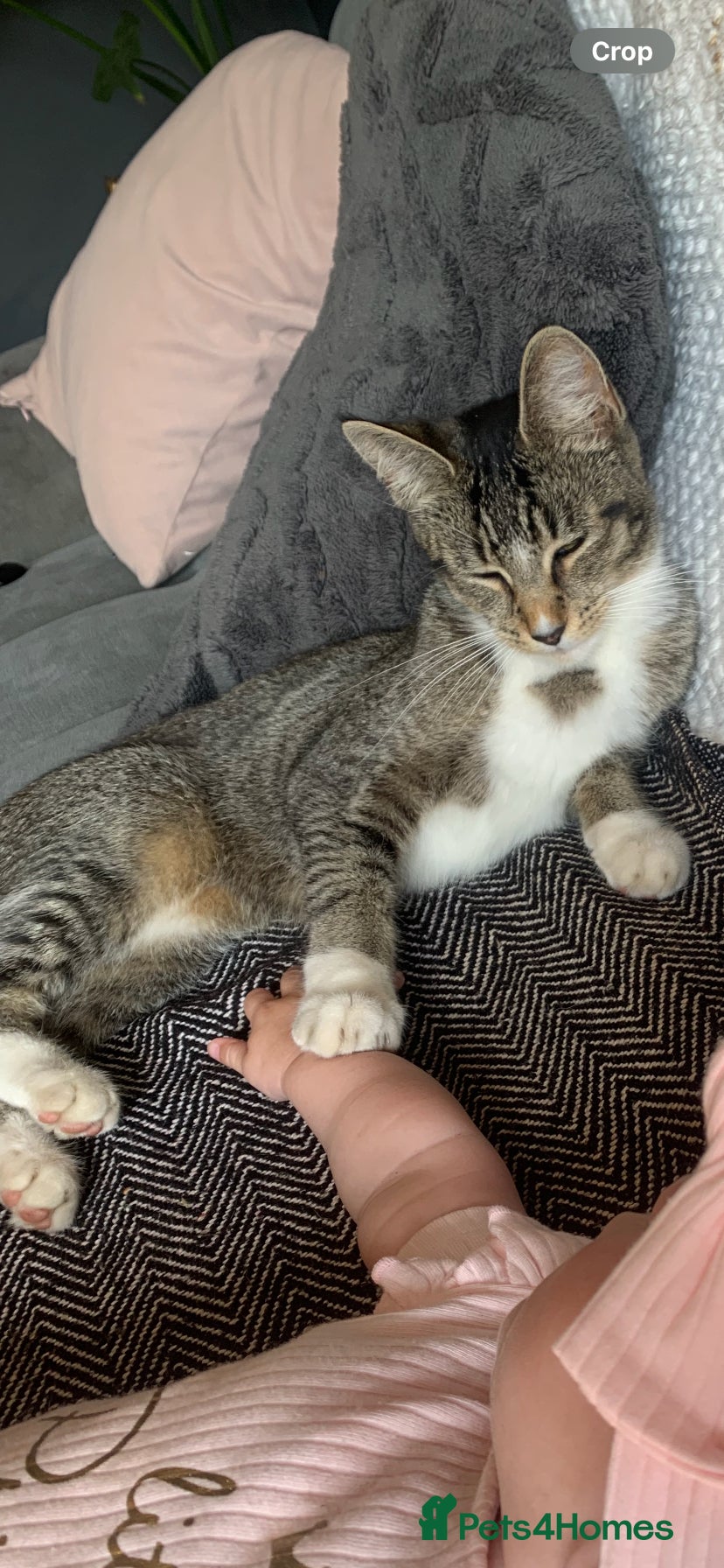 Mixed Breed cats maincoon x READY TO LEAVE - Advert 1