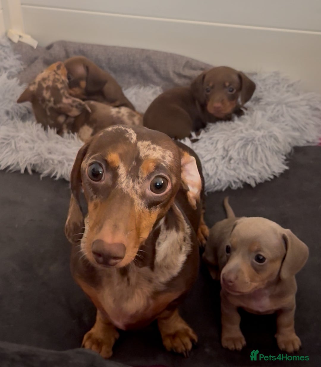 Miniature Dachshund dogs for sale: 🐾🌟KC Reg Miniature Dachshund Puppies🌟🐾 - Advert 22