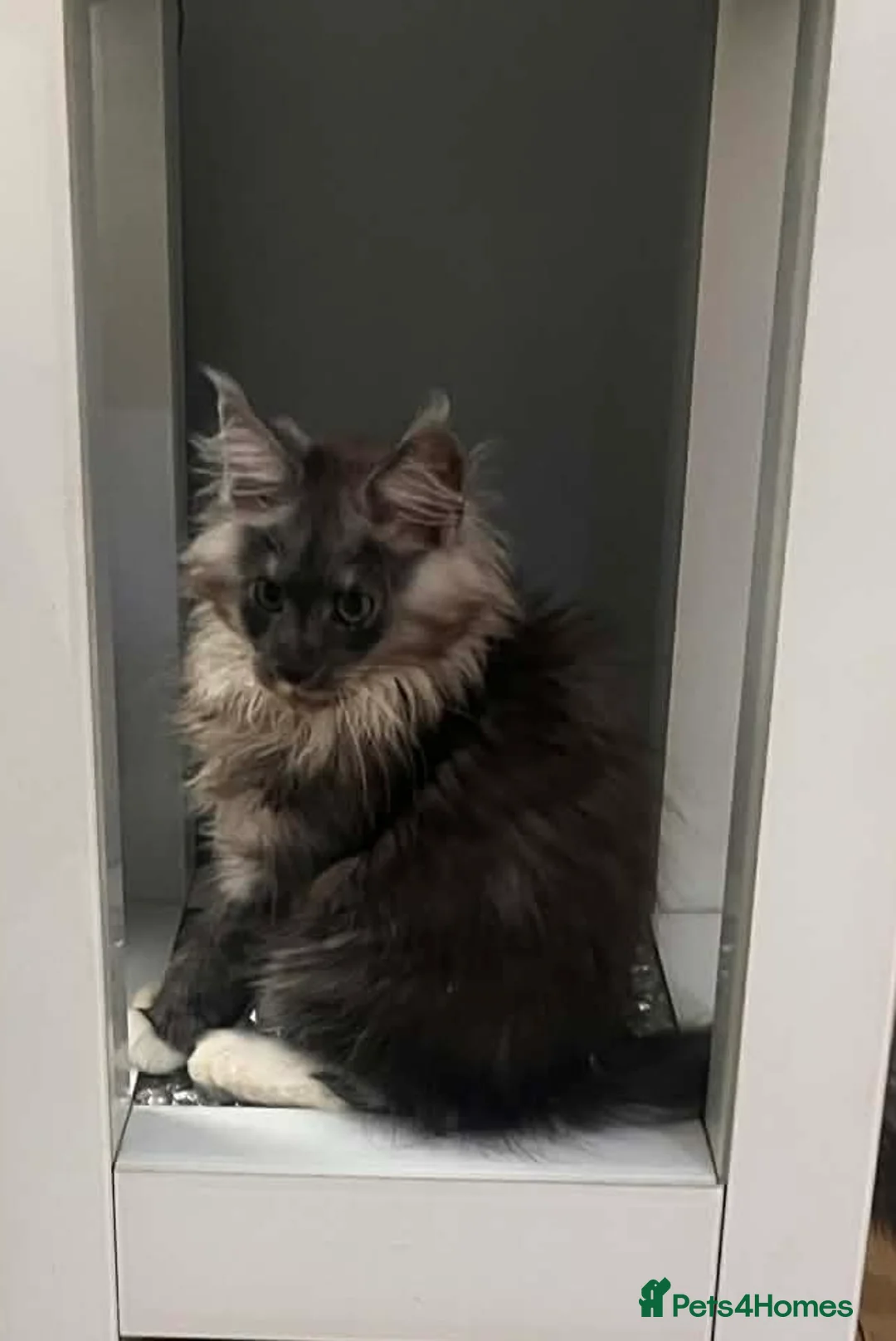 Maine Coon cats for sale: STUNNING FEMALE MAINE COON KITTEN in Portsmouth - Advert 1