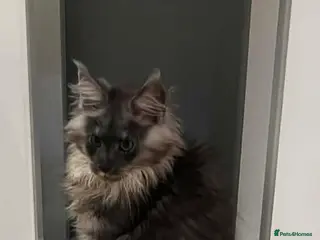 Maine Coon cats STUNNING FEMALE MAINE COON KITTEN - Advert 4