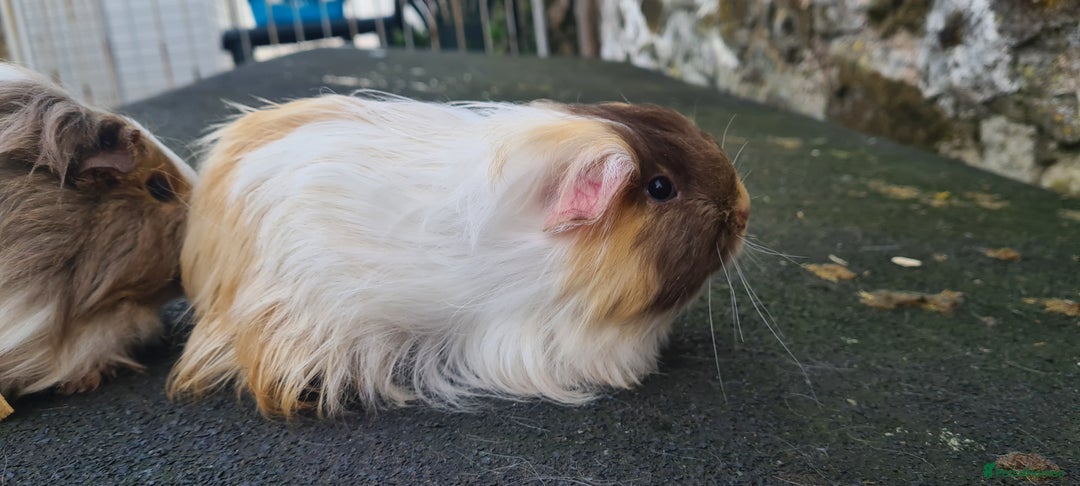 Guinea Pig rodents for sale: Pair of female sheltie Guinea pigs  - Advert 3