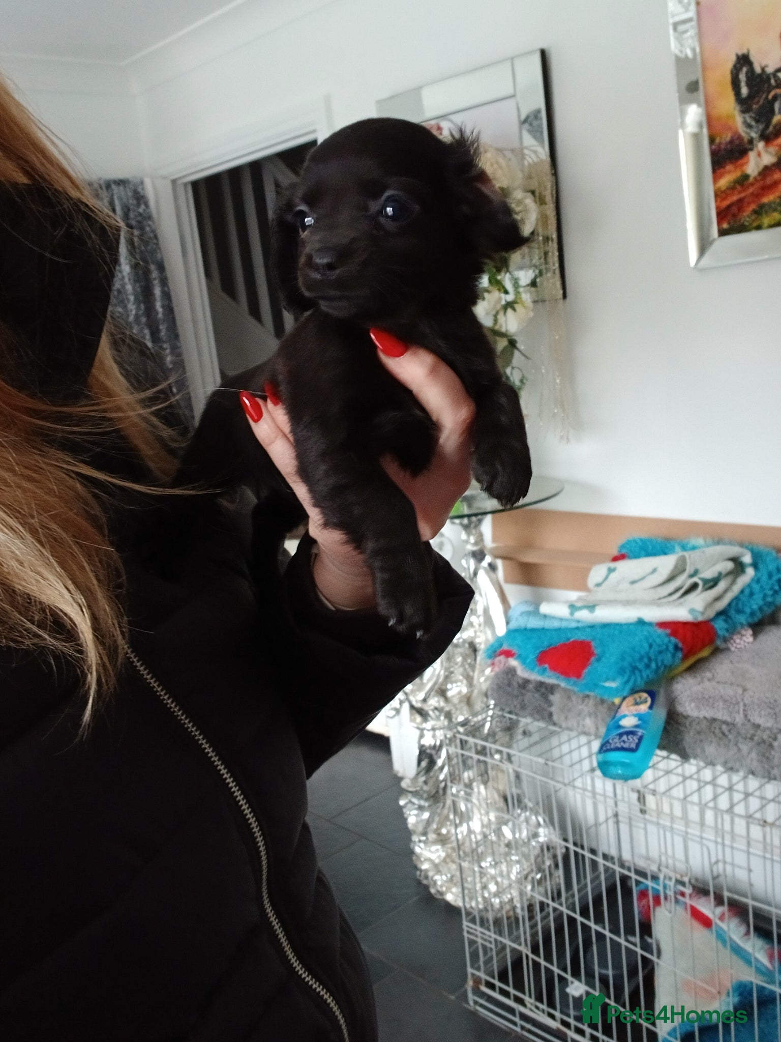 Mixed Breed dogs 1 black female puppies Chihuahua x cocker - Advert 20