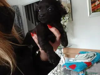 Mixed Breed dogs 1 black female puppies Chihuahua x cocker - Advert 20