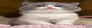 British Shorthair 1