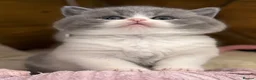 British Shorthair cats for sale: British Shorthair, championbloodline TICAPEDIGREE  - Advert 8