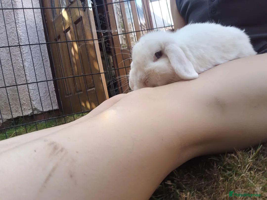 Mini Lop rabbits for sale: Friendly Female mini lop for sale  - Advert 2