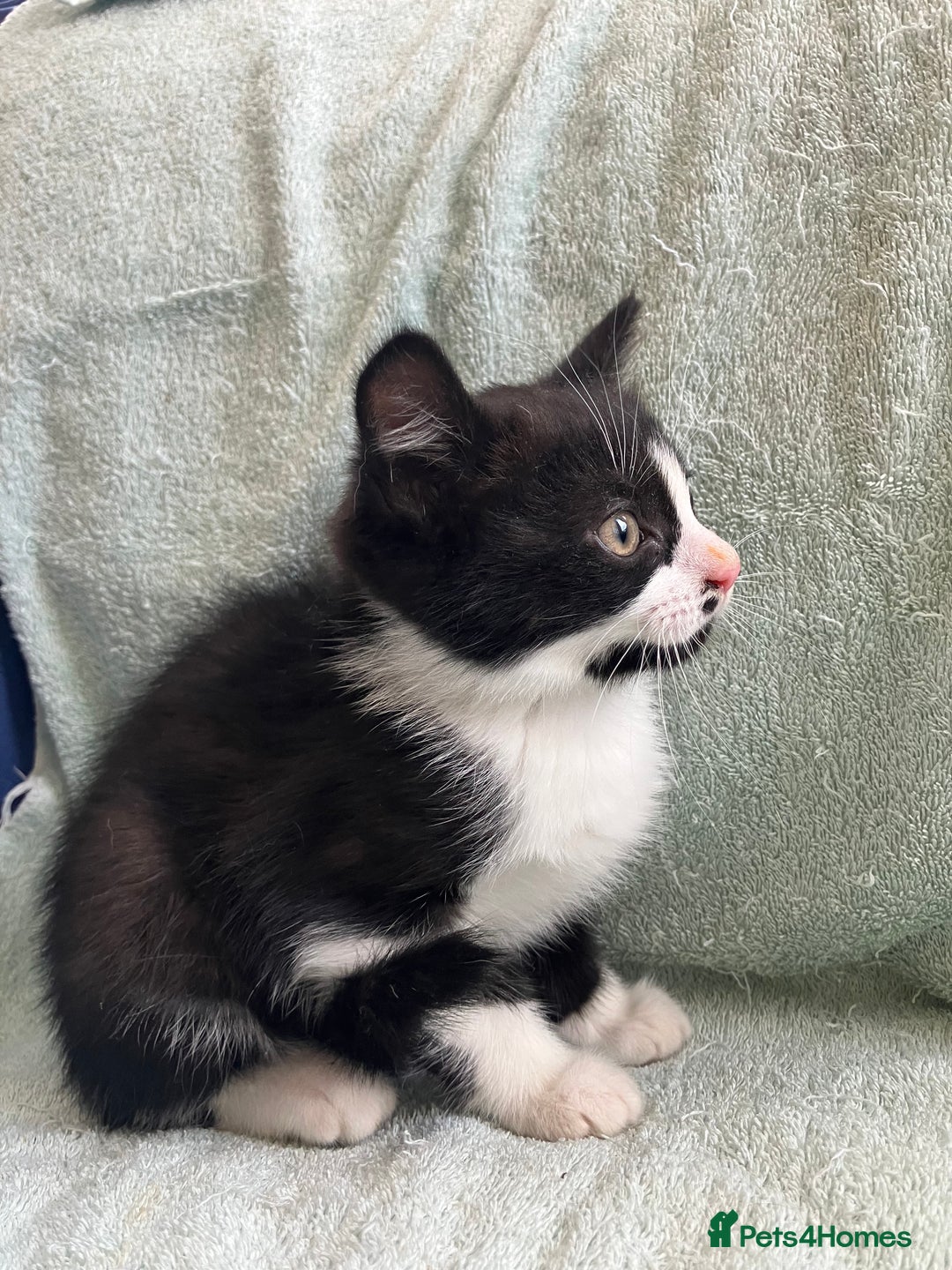 Mixed Breed cats for sale: Beautiful very fluffy kittens ready - Advert 9