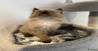 Ragdoll cats - Advert 3