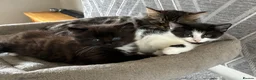 British Longhair cats for sale: 6 stunning kittens - Advert 3