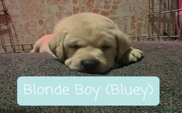 Labrador Retriever dogs for sale: Labrador Puppies for sale pedigree  - Image 4