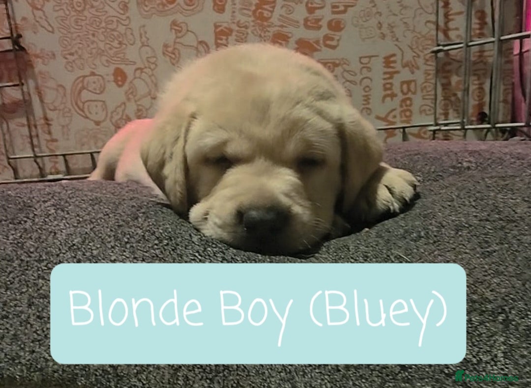 Labrador Retriever dogs for sale: Labrador Puppies for sale pedigree  - Image 4
