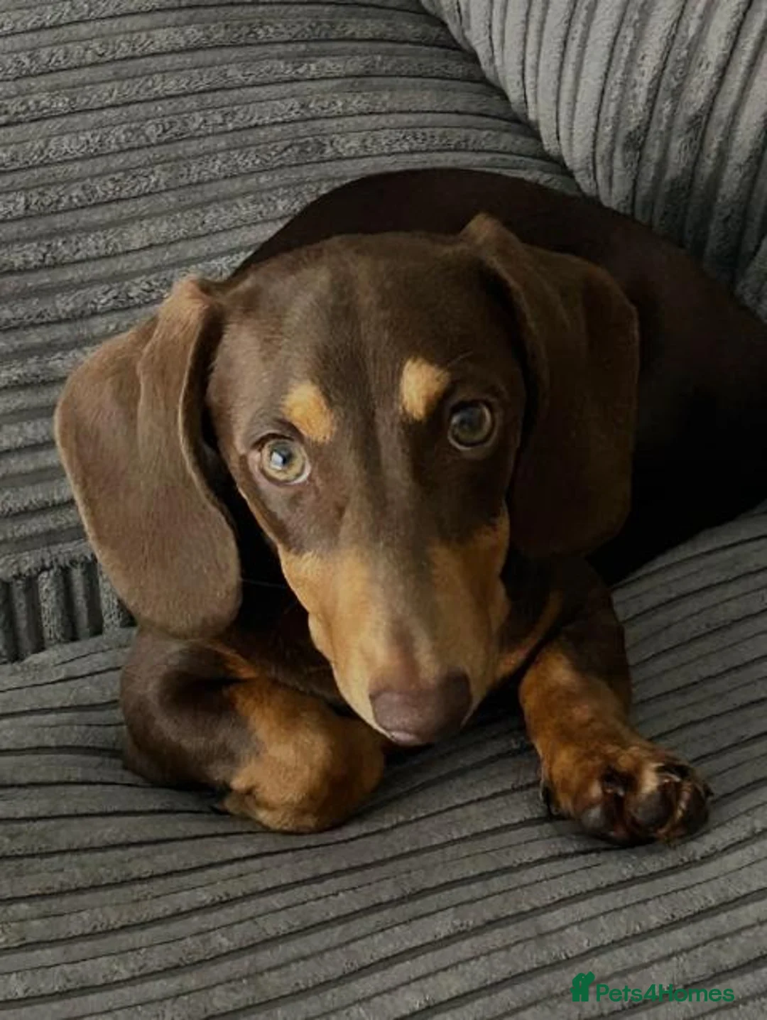Miniature Dachshund dogs for sale: ❤️ Teddy – Chocolate & Tan Miniature Dachshund❤️ - Advert 2