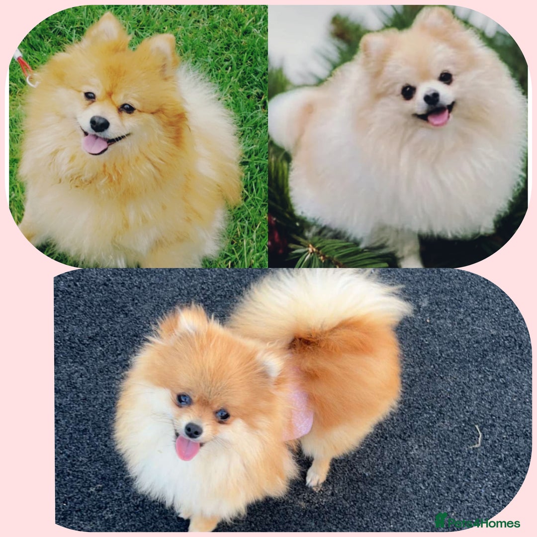 Pomeranian dogs for sale: Beautiful russian teddy pomeranians - Image 13