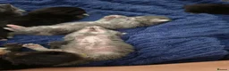 Maine Coon cats for sale:  Maine Coon Kittens Looking for Their newHomes 🐾 - Advert 2