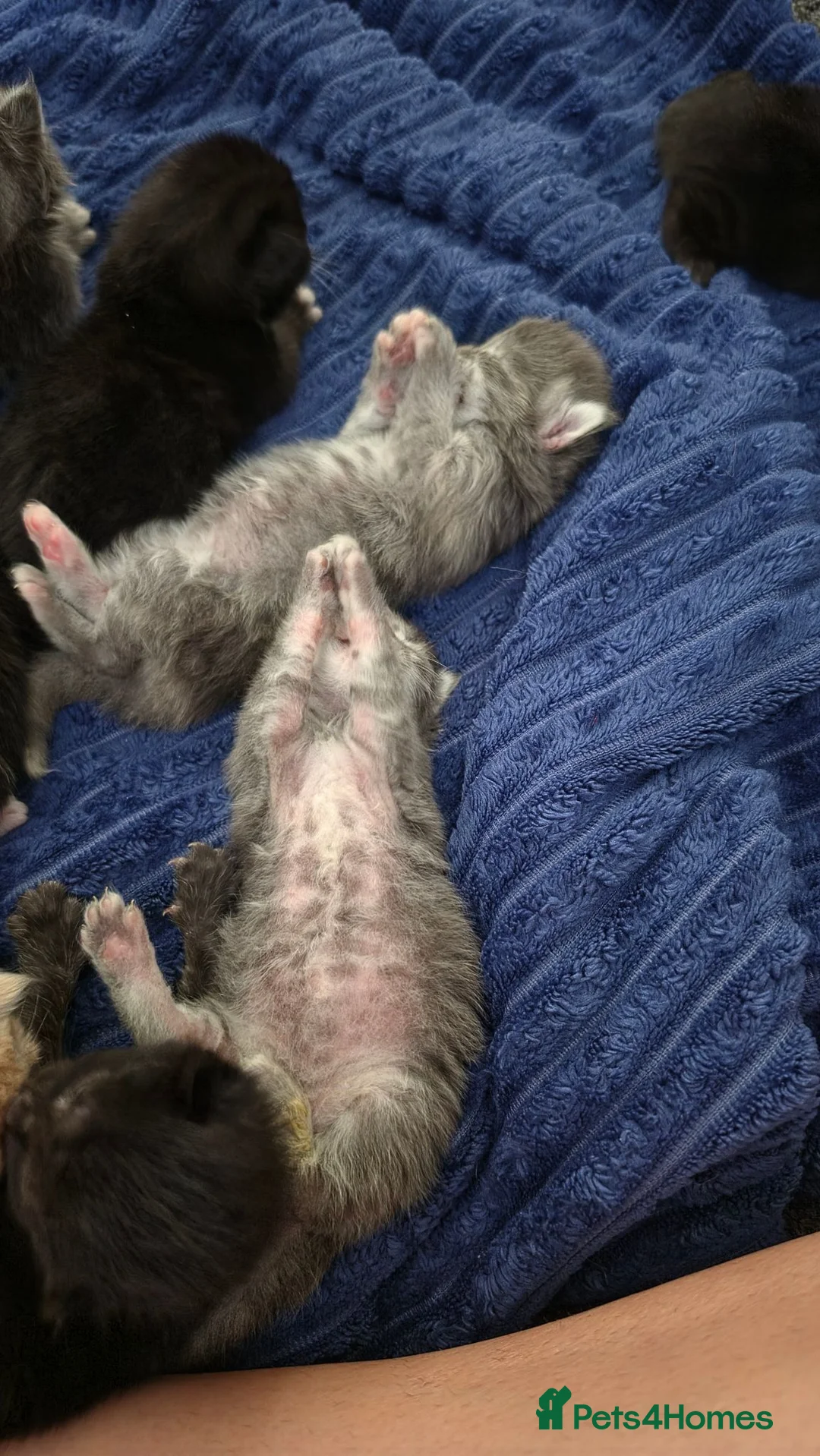Maine Coon cats for sale:  Maine Coon Kittens Looking for Their newHomes 🐾 - Advert 2