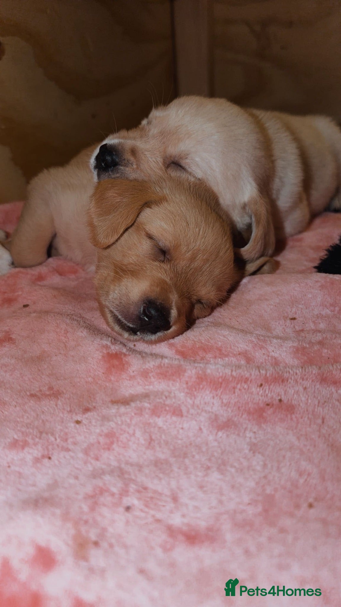 Goldador dogs 🐾 Stunning Goldador Puppies 🐾 - Advert 2