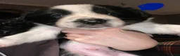 Border Collie dogs for sale: 6 Stunning Border Collie Pups - Advert 8