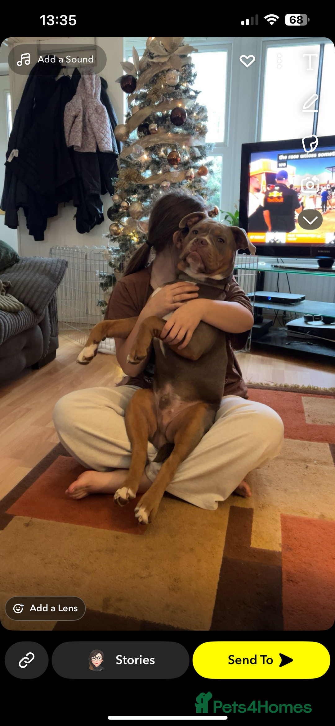 Mixed Breed dogs for sale: 7 months old male olde English bulldog x pocket  - Advert 4